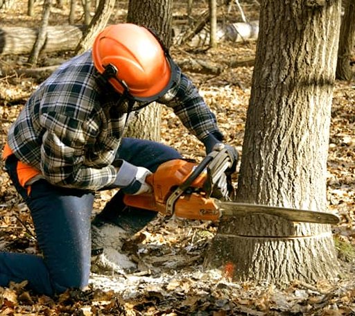 Tree Removal in Ivanhoe, CA